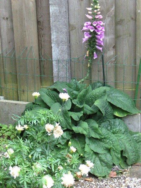 1 nov 09 008  vingerhoeden in bloei in nov