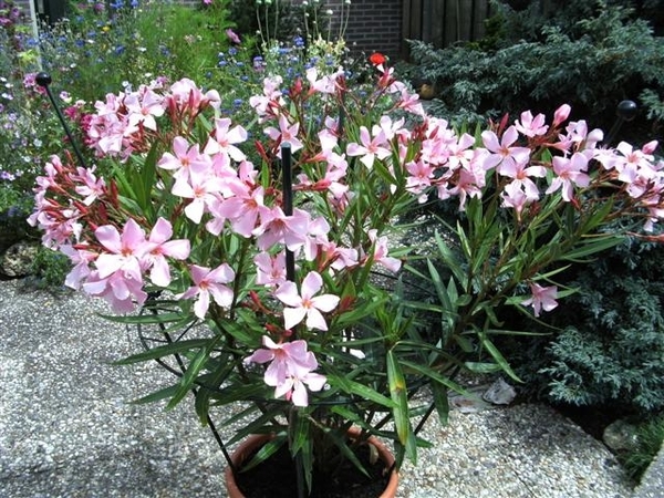 nereum oleander 1