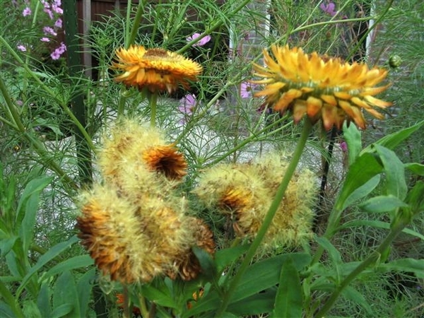 r 008 (Small)  droogbloem in bloei en uitgebloeid