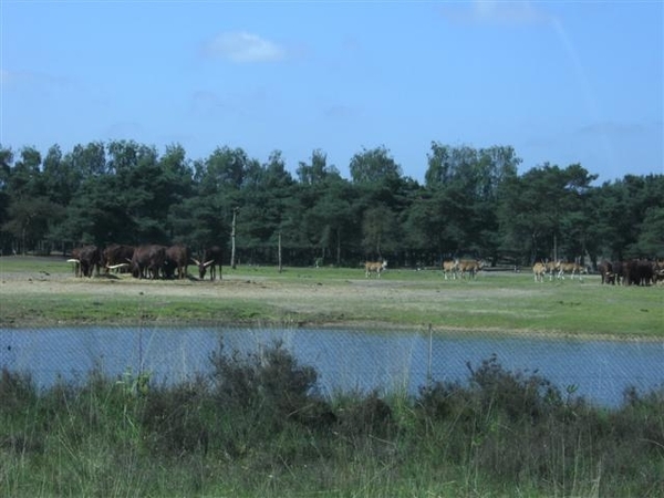 Beekse bergen 2 juni 2009 005 (Small)