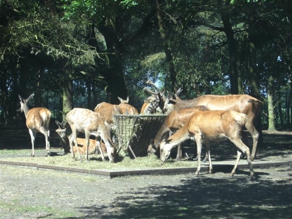 Beekse bergen 2 juni 2009 007 (Small)