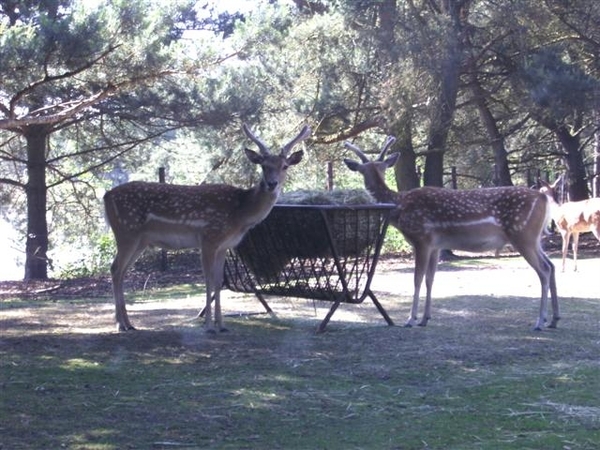 Beekse bergen 2 juni 2009 008 (Small)