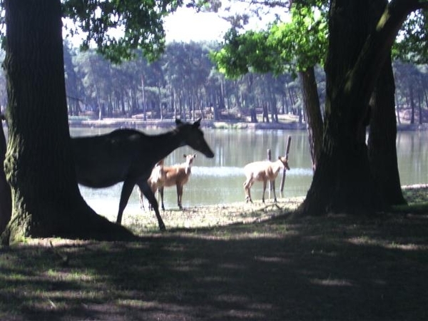 Beekse bergen 2 juni 2009 010 (Small)