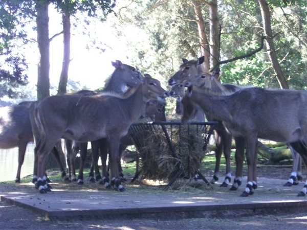 Beekse bergen 2 juni 2009 011 (Small)