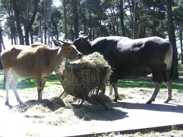 Beekse bergen 2 juni 2009 015 (Small)