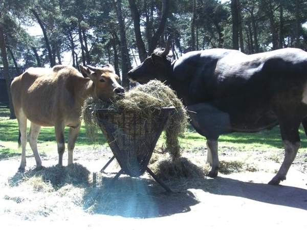 Beekse bergen 2 juni 2009 016 (Small)