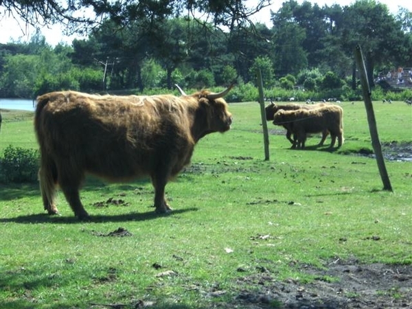 Beekse bergen 2 juni 2009 021 (Small)