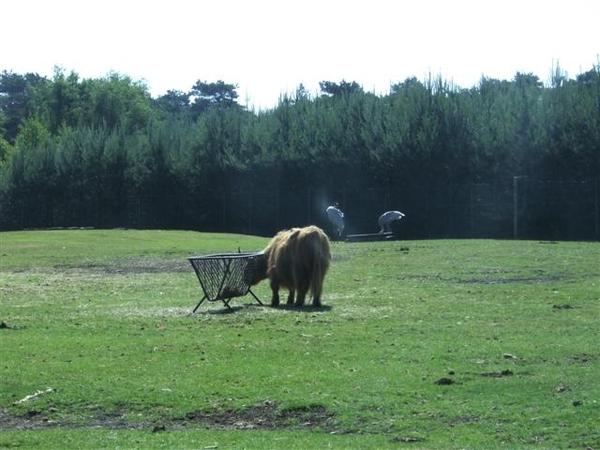 Beekse bergen 2 juni 2009 022 (Small)