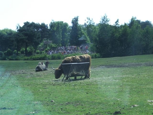 Beekse bergen 2 juni 2009 023 (Small)