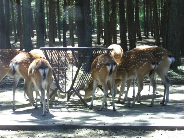 Beekse bergen 2 juni 2009 032 (Small)