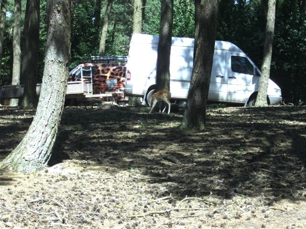 Beekse bergen 2 juni 2009 033 (Small)