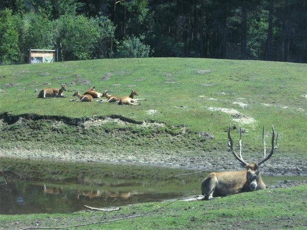 Beekse bergen 2 juni 2009 034 (Small)