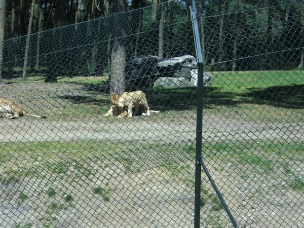 Beekse bergen 2 juni 2009 039 (Small)