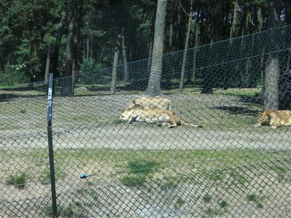 Beekse bergen 2 juni 2009 041 (Small)