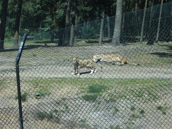 Beekse bergen 2 juni 2009 042 (Small)