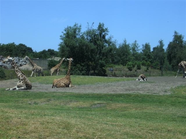 Beekse bergen 2 juni 2009 045 (Small)