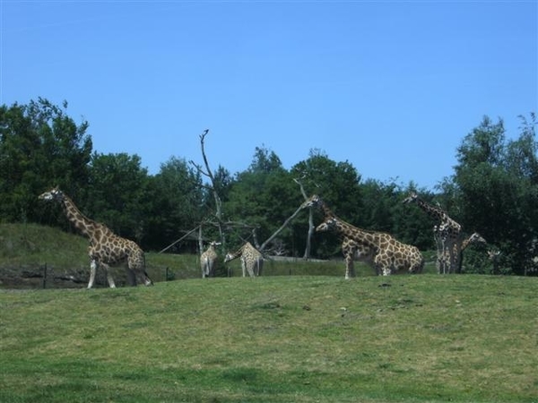 Beekse bergen 2 juni 2009 046 (Small)