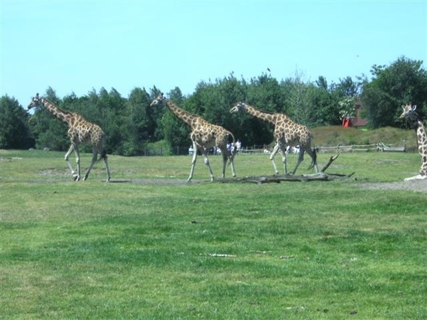 Beekse bergen 2 juni 2009 047 (Small)