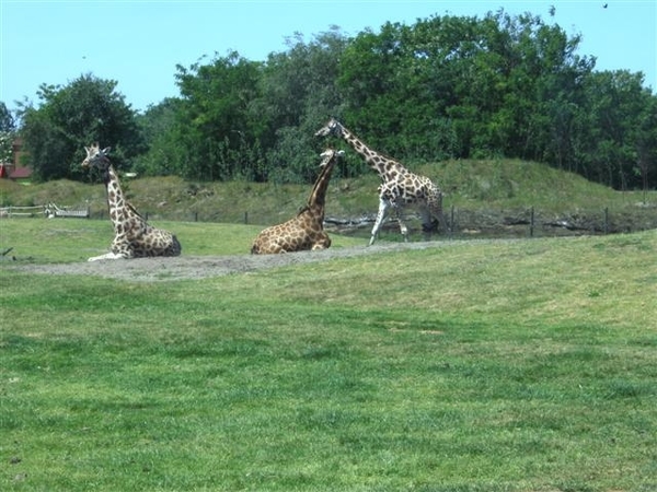 Beekse bergen 2 juni 2009 048 (Small)