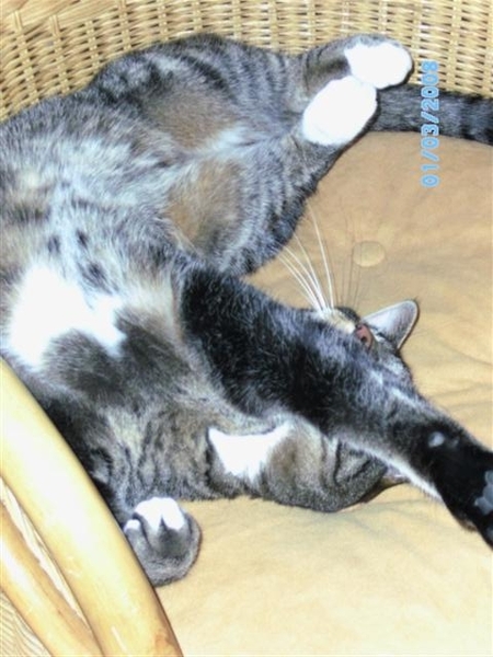 a1 001 (Small) puur genot