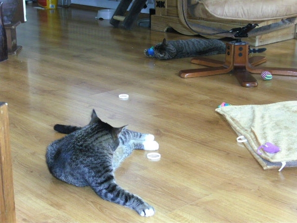 qw 001  Grizmo voor en Ratchet