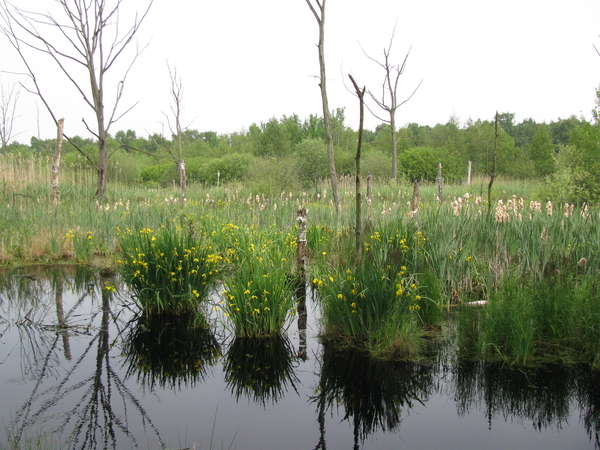 Op weg naar Griendtsveen