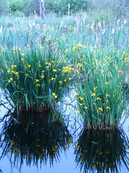 Voorjaar in het water