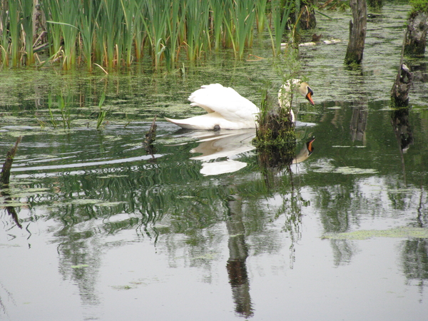 Zwaan kijkt in de spiegel