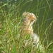 Frankrijk juni 2009 052