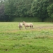 09.07.18.SIJSELE (RYCKEVELDE).NIEUWSGIERIGE PAARDJES