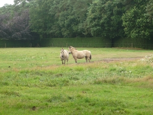 09.07.18.SIJSELE (RYCKEVELDE).NIEUWSGIERIGE PAARDJES