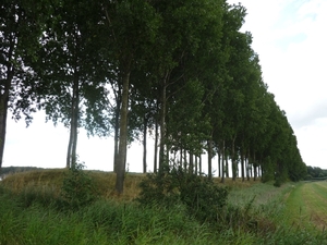 09.07.30.BENTILLE.EEN OUDE DIJK