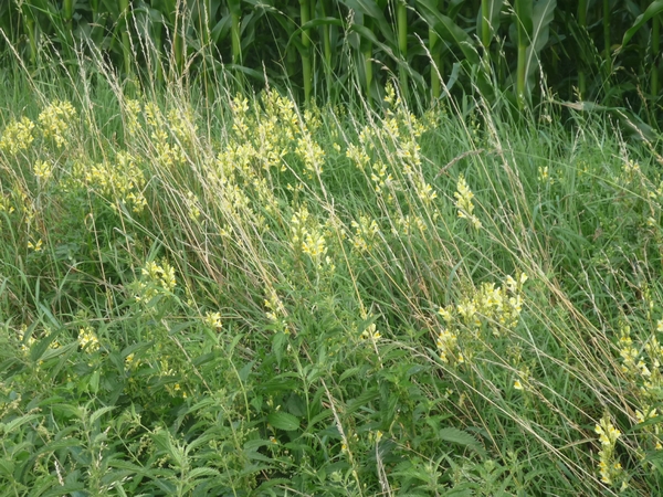 09.07.30.BENTILLE.WILDE BLOEMEN