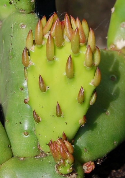 Cactus 004