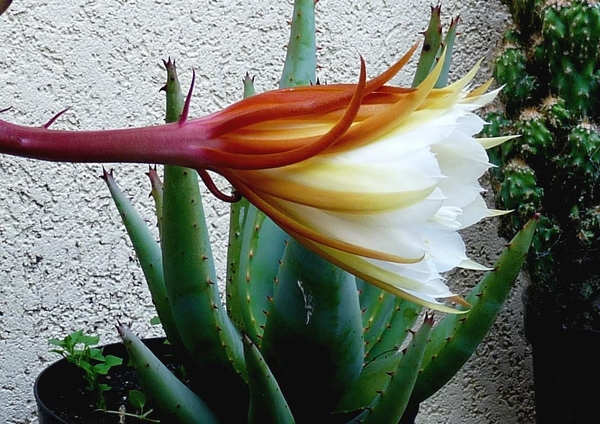 Cactus bloem 004