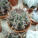 Echinocactus Grandis bij Piltz in Dren 5