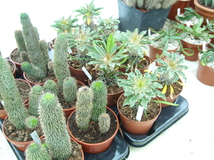 Hoodia en pachypodium bij Piltz in Dren