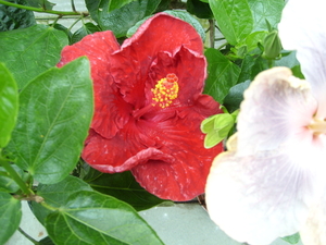 Kwekerij Florus Reinecke in Langenfeld 4