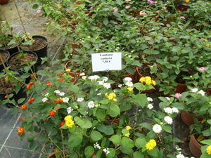 Kwekerij Florus Reinecke in Langenfeld  5