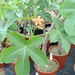 Jatropha bij Specks-exotica in Erkelenz J