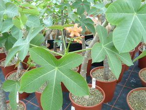 Jatropha bij Specks-exotica in Erkelenz J