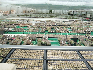 Eden-Plants in Heinsberg 1