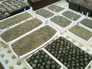 Eden-Plants in Heinsberg  6