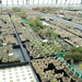 Eden-Plants in Heinsberg 7