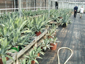 Tuincentrum Linssen in Maasbracht 1