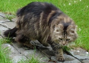 Minneke poes (3)