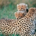 cheetahs