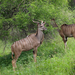 kudu.male