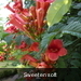 bloem