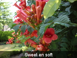 bloem